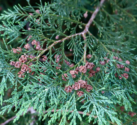 Platycladus orientalis con densas hojas verdes en forma de escamas y pequeños conos de semillas marrones