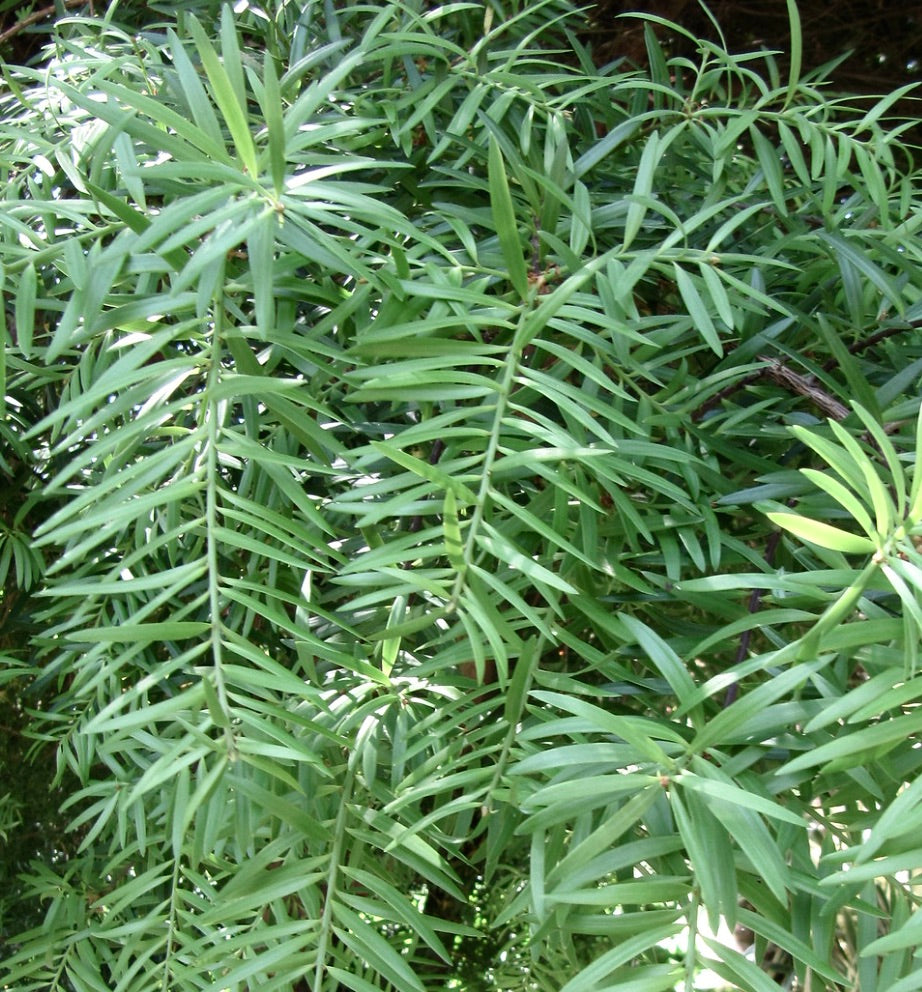 Podocarpus chilinus dense green needle-like foliage with soft texture