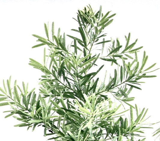 Podocarpus costalis