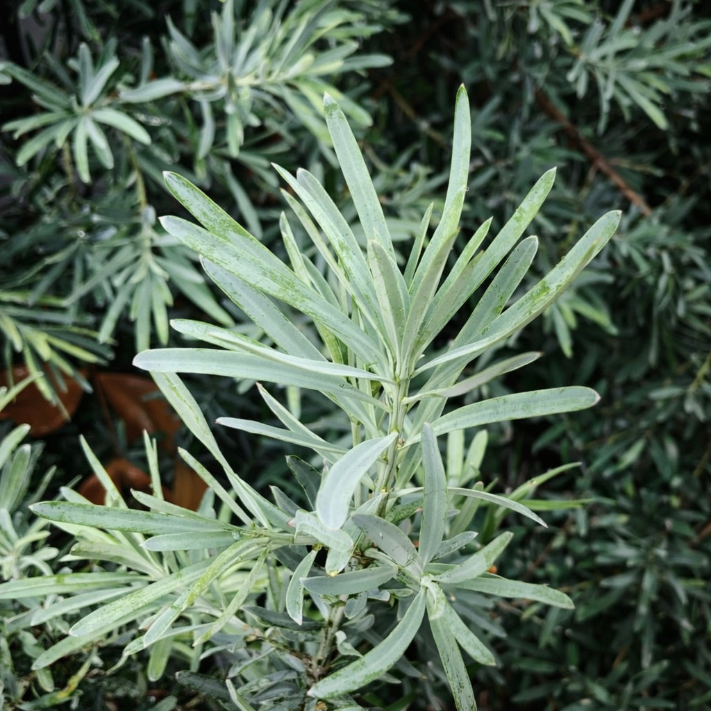 Podocarpus elongatus