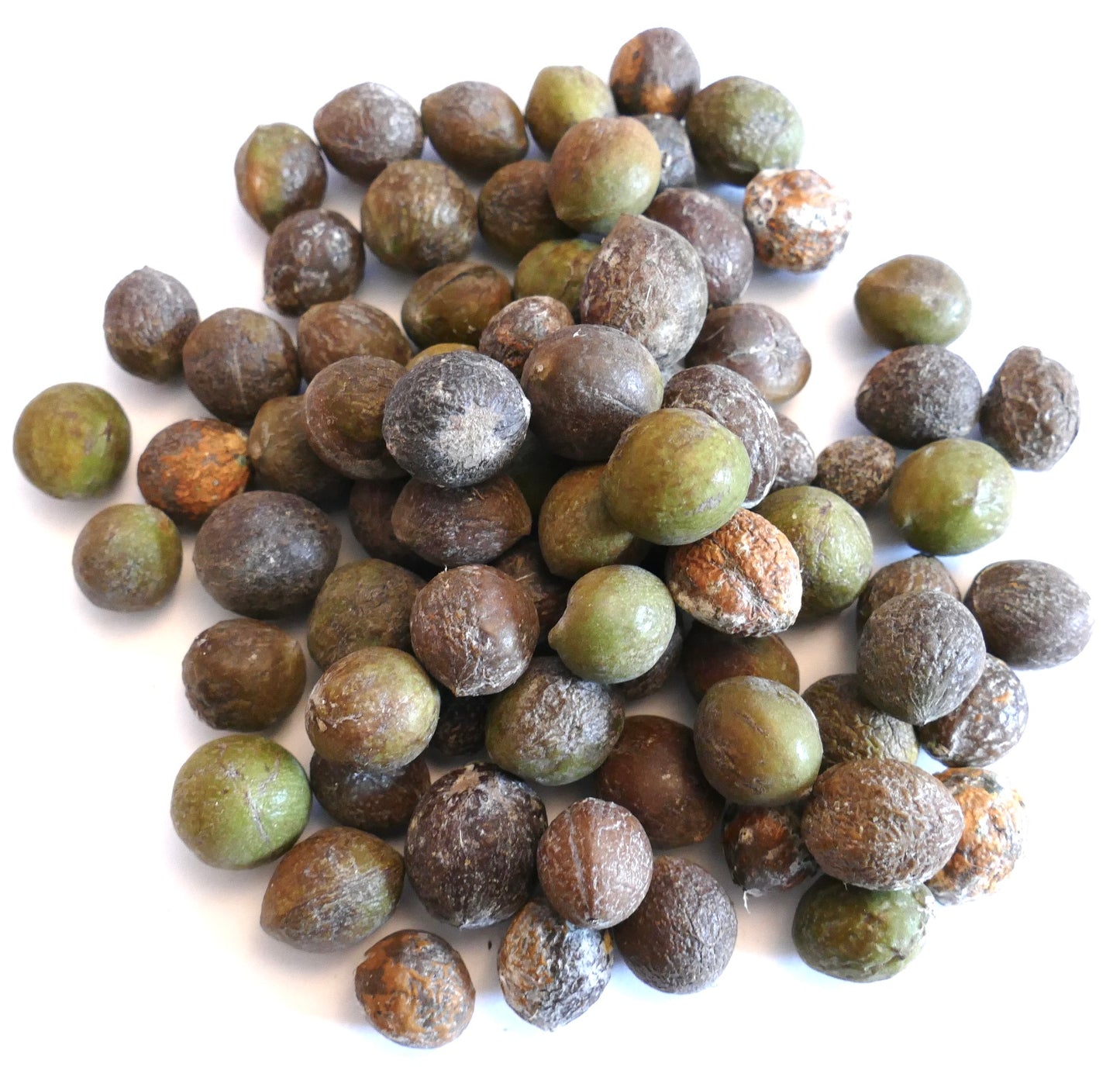 Podocarpus henkelii-frø med teksturerte brune og grønne overflater nærbilde