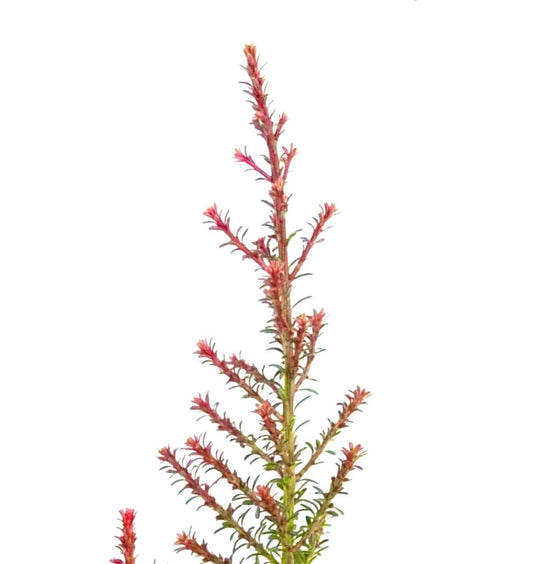 Podocarpus lawrenci 'Red Tip'