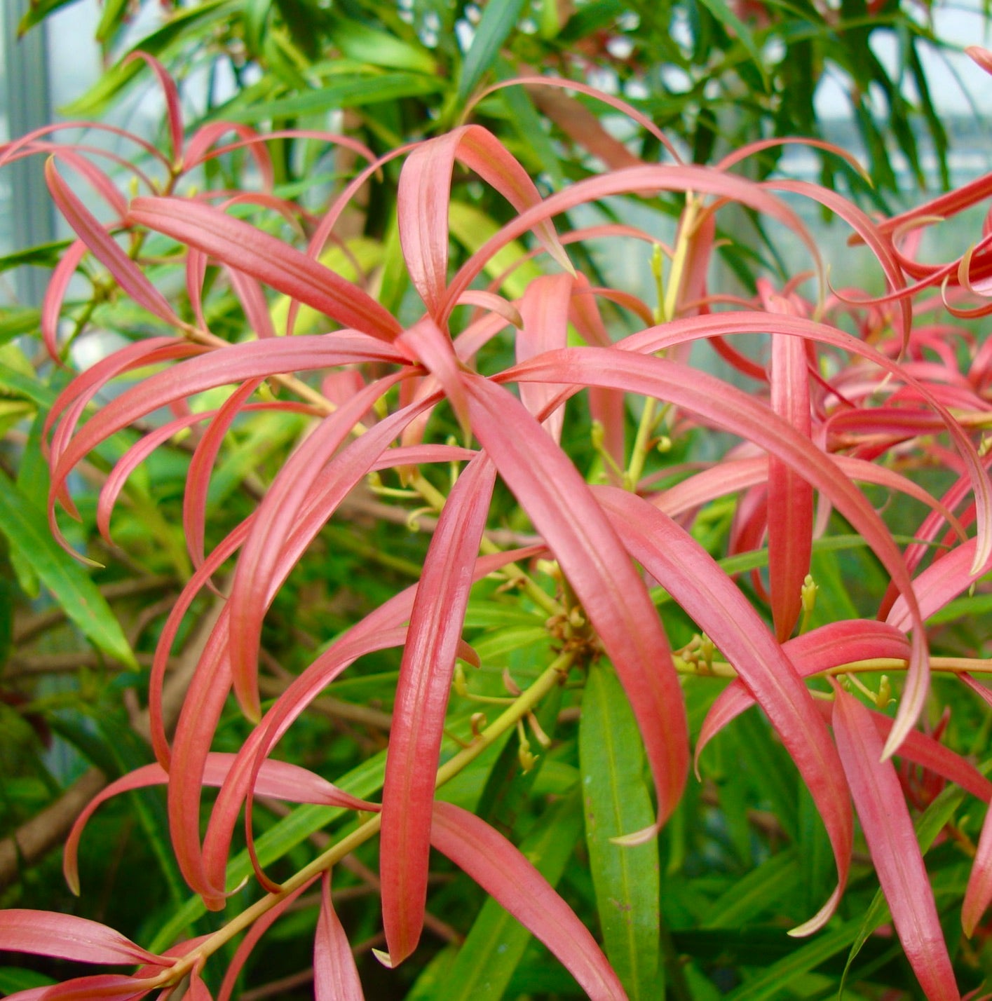 podocarpus neriifolius Podocarpus neriifolius