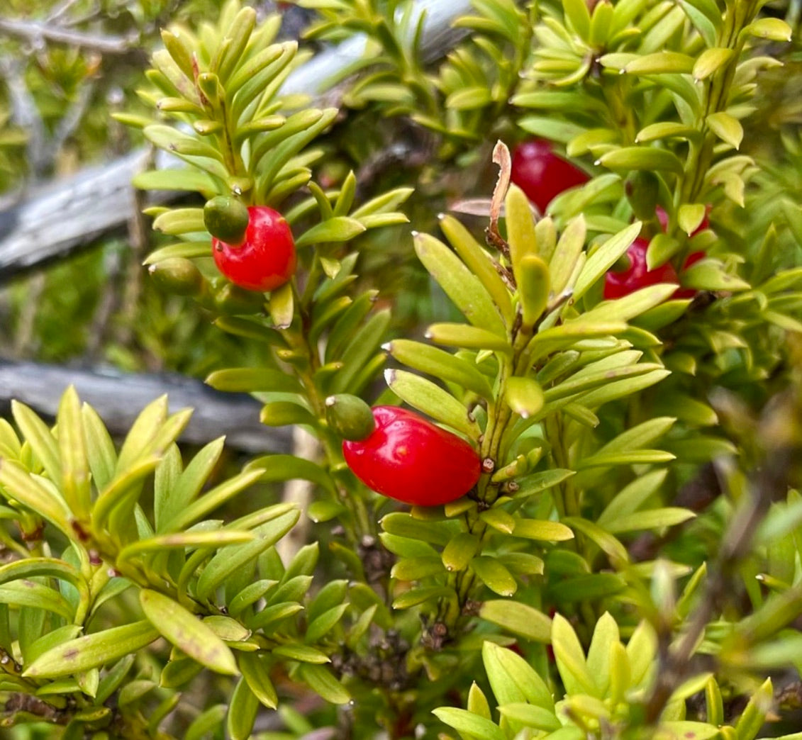 Podocarpus nivalis