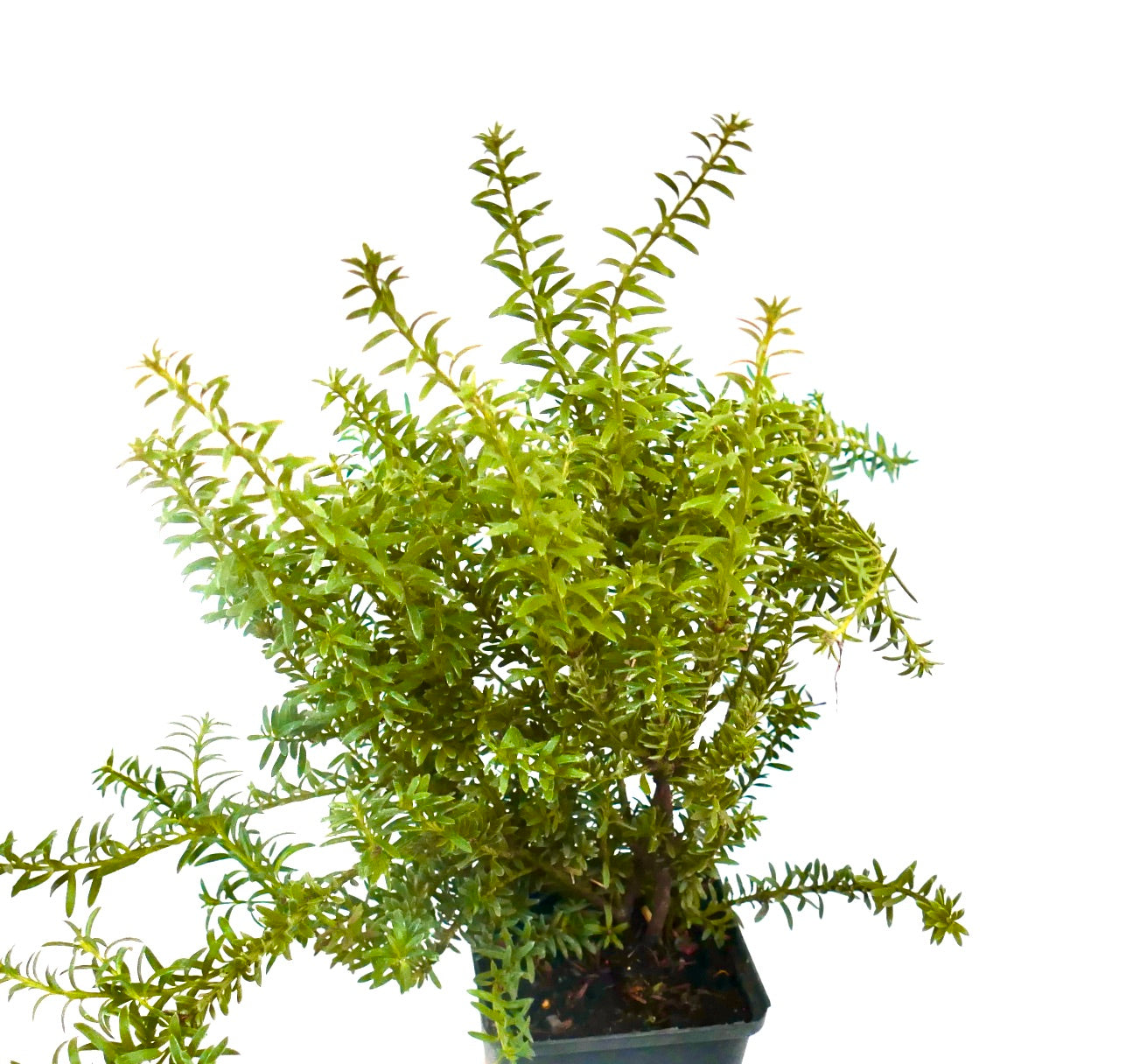 Podocarpus nivalis dense green foliage with slender needle-like leaves in a potted plant
