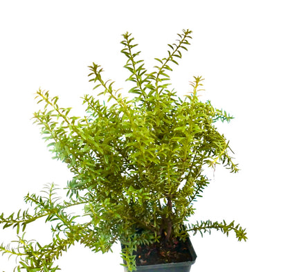 Podocarpus nivalis dense green foliage with slender needle-like leaves in a potted plant