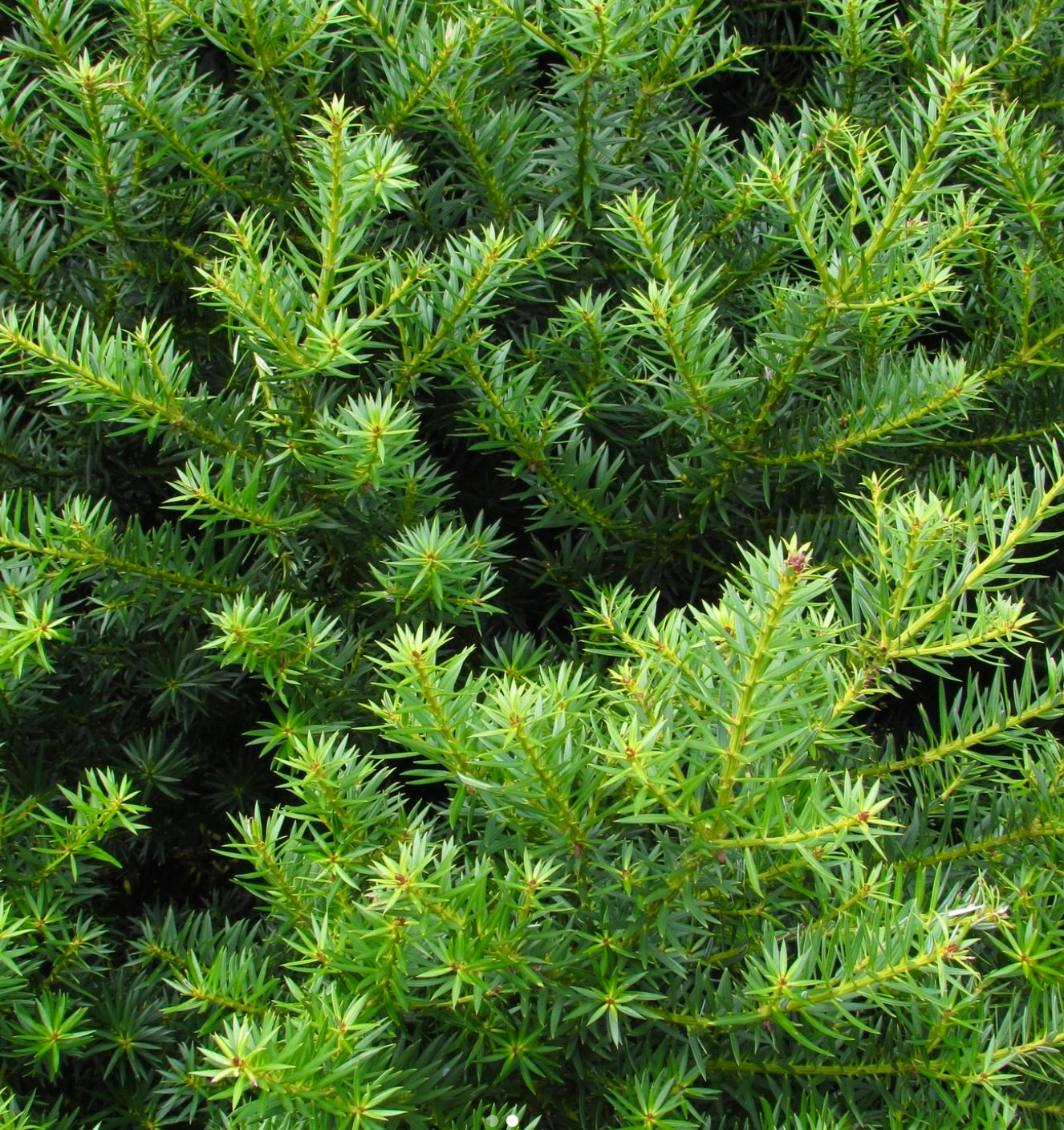 Podocarpus nubigenus
