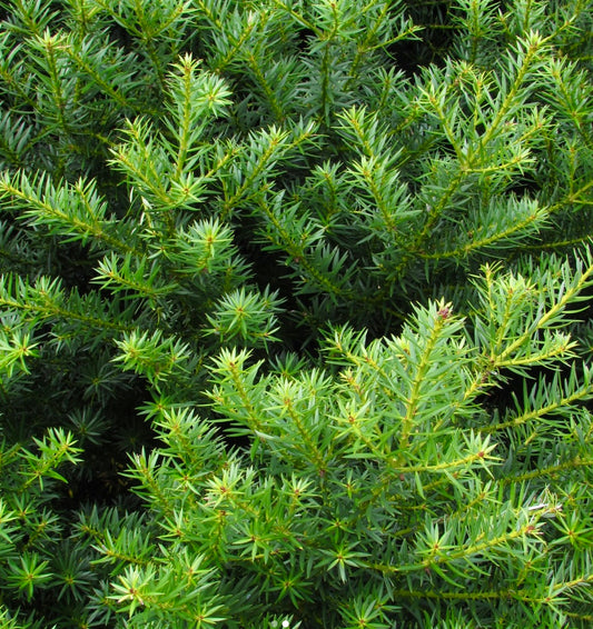 Podocarpus nubigenus