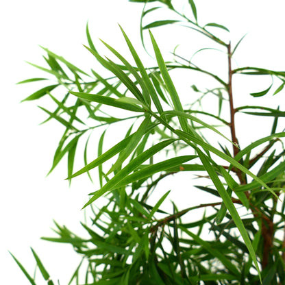 Podocarpus salignus slender green leaves with narrow lanceolate shape and woody stems