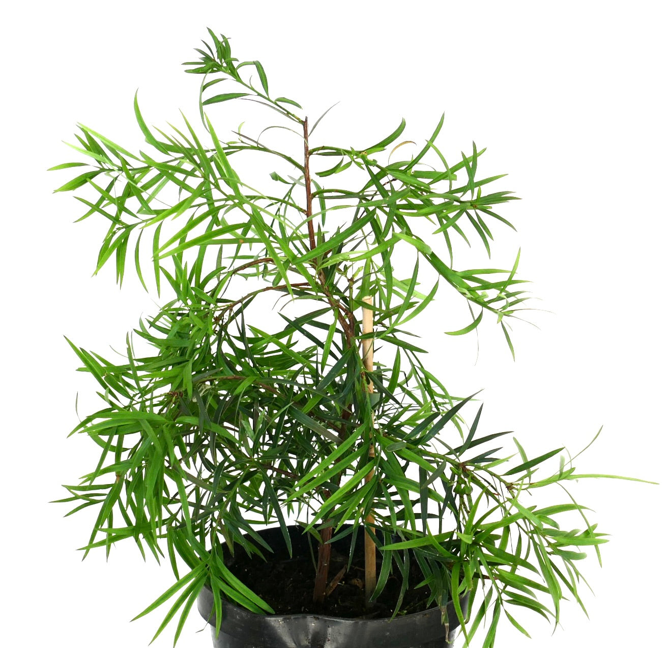 Podocarpus salignus slender evergreen shrub with narrow lance-shaped green leaves in pot