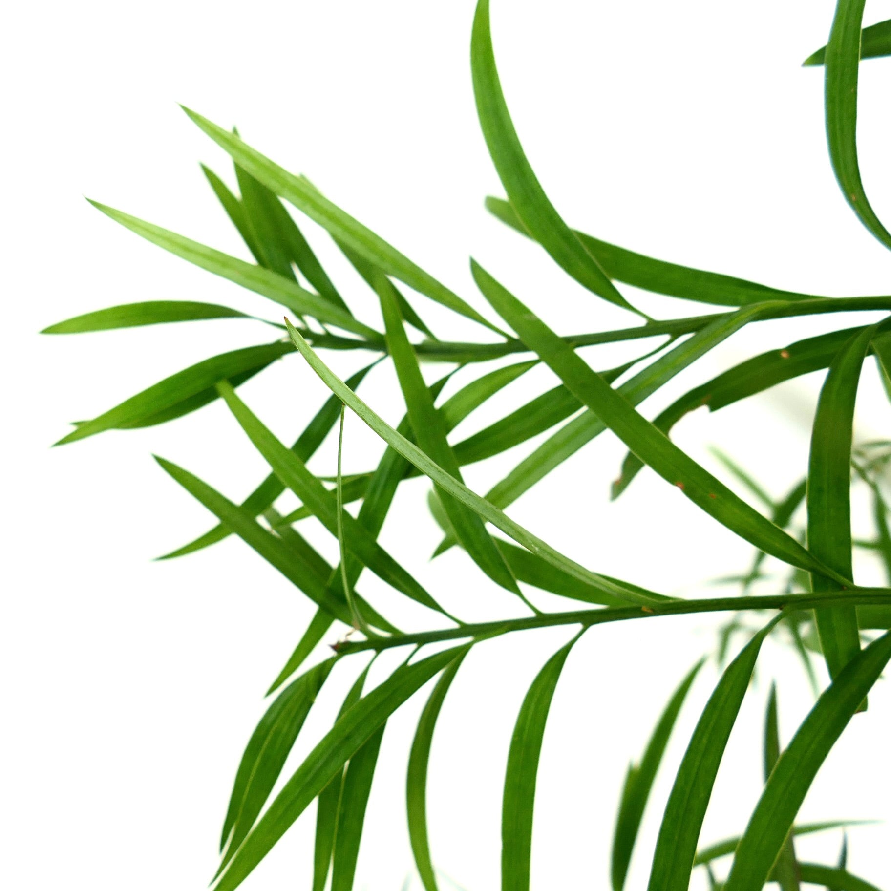 Podocarpus salignus slender green leaves with narrow lanceolate shape and smooth texture