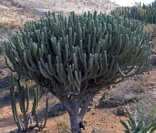 Polaskia chichipe large branching cactus with dense green ribbed stems in desert environment