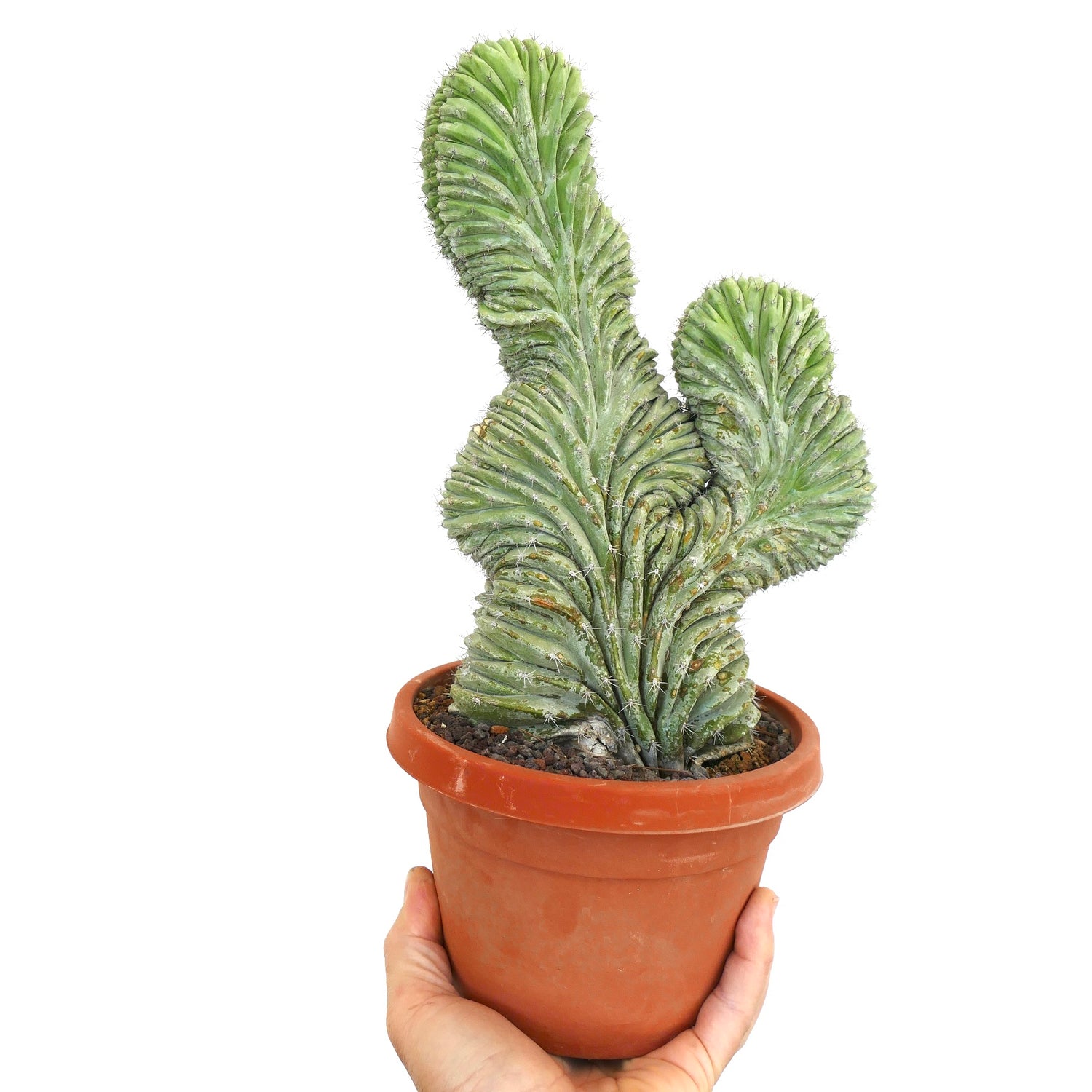 โปลาสเกีย ชิชิปี รูปทรงแปลกหนามกระบองเพชรอวบน้ำลายคลื่นในกระถางดินเผา