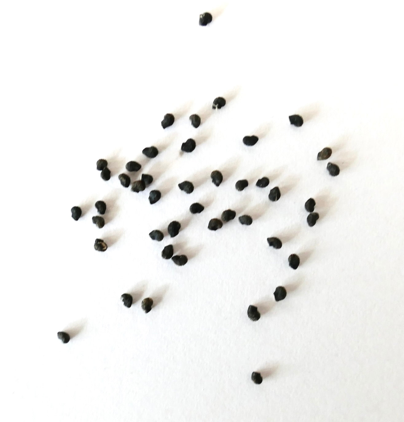 Polaskia chichipe kleine schwarze Kaktussamen auf weißem Hintergrund verstreut