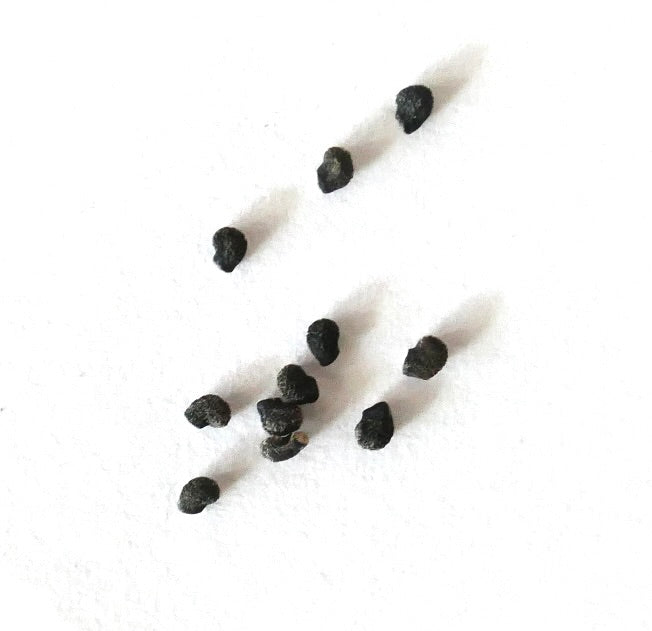 Polaskia chichipe kleine schwarze Kaktussamen auf weißem Hintergrund zum Pflanzen