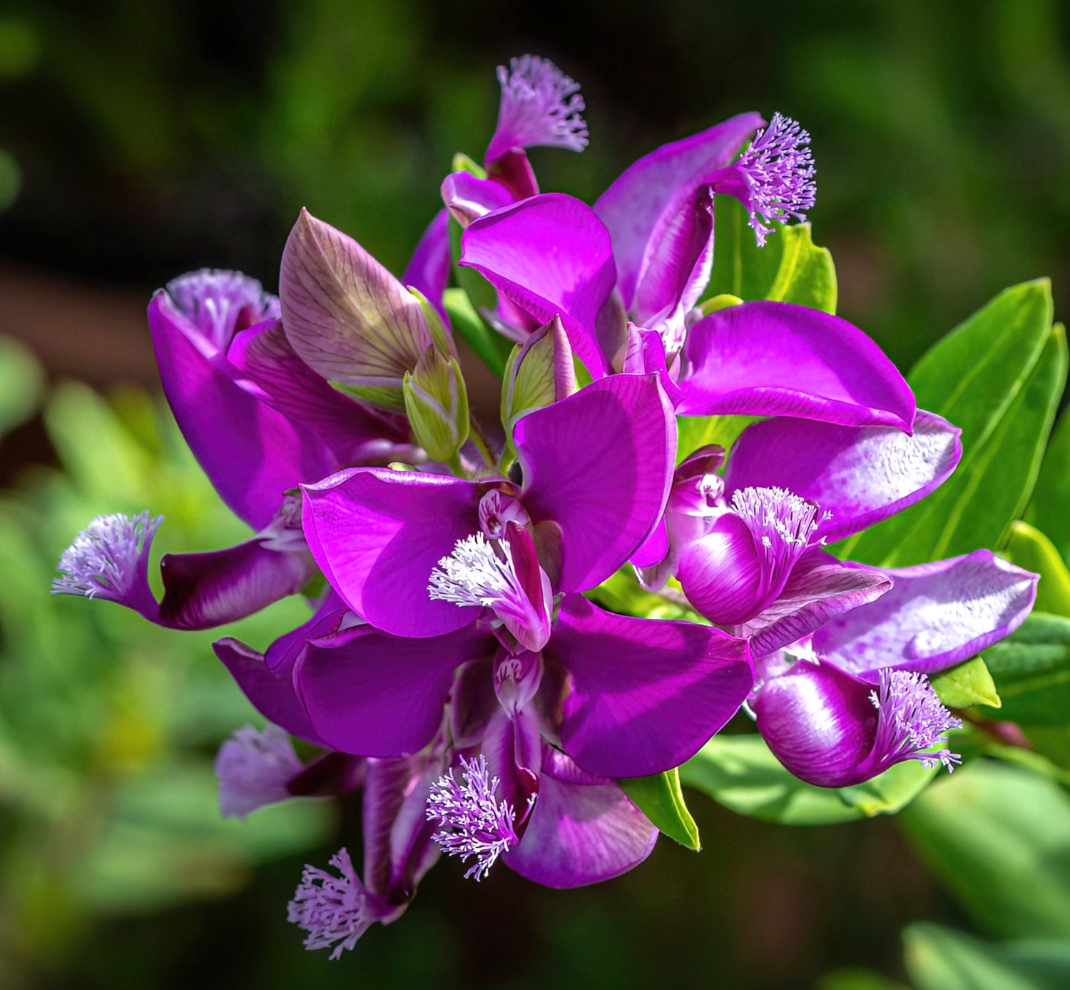 โพลิกาลา เมอร์ทิโฟเลีย ดอกสีม่วงสดใสพร้อมกลีบดอกที่ขอบหยักละเอียดและใบสีเขียว