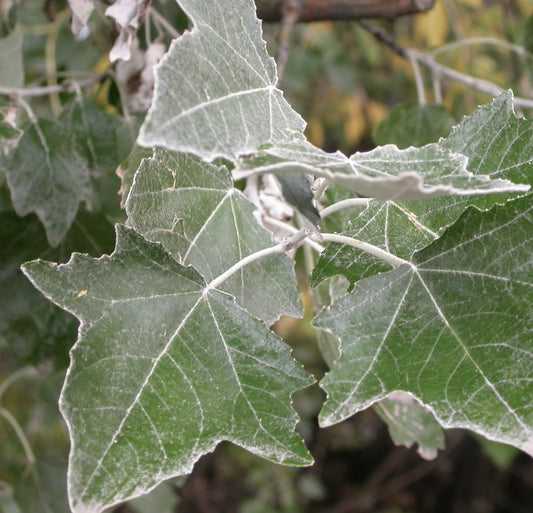 Populus alba