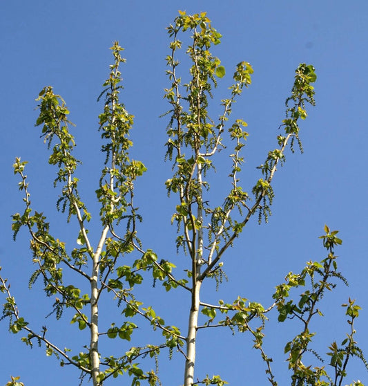 Populus purdomii 100-125cm