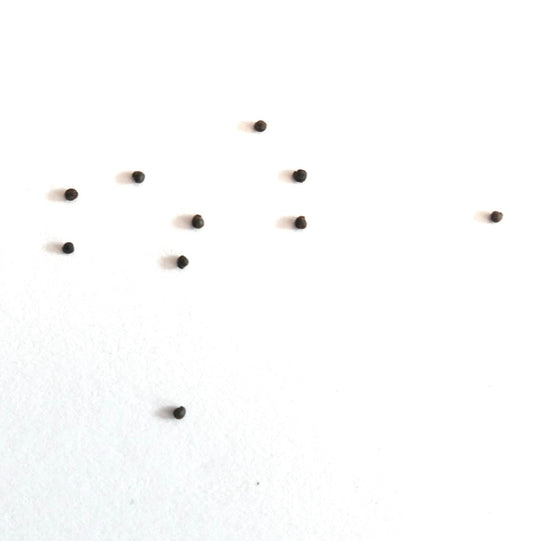 Portulaca oleracea seeds small dark round botanical seeds on white background