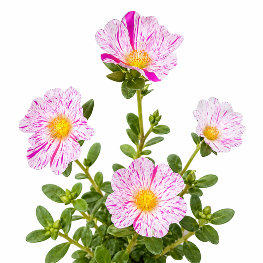 Portulaca oleracea delicate pink and white speckled flowers with green foliage