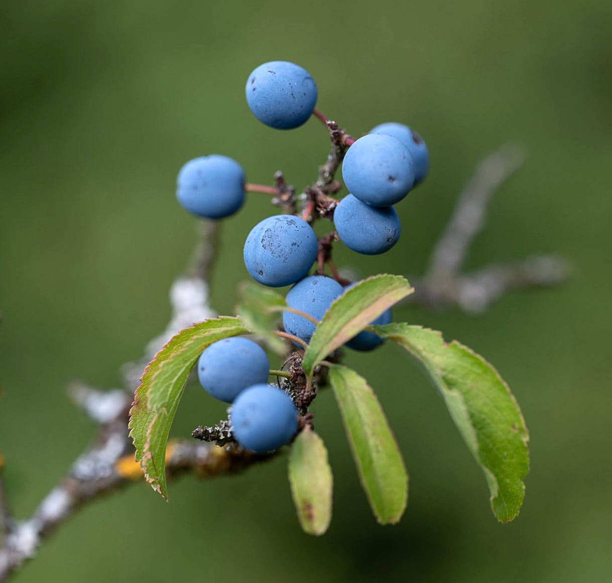 Ramo di Prunus spinosa con grappoli di bacche blu rotonde e foglie verdi seghettate