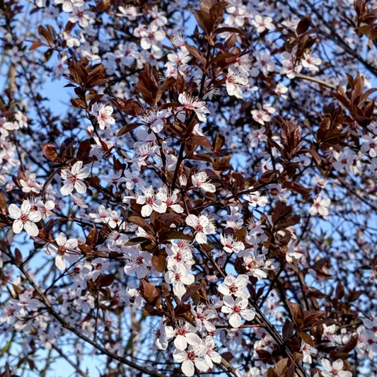 Prunus cerasifera CHOCO CREME® con foglie di un viola scuro e delicati fiori primaverili bianchi