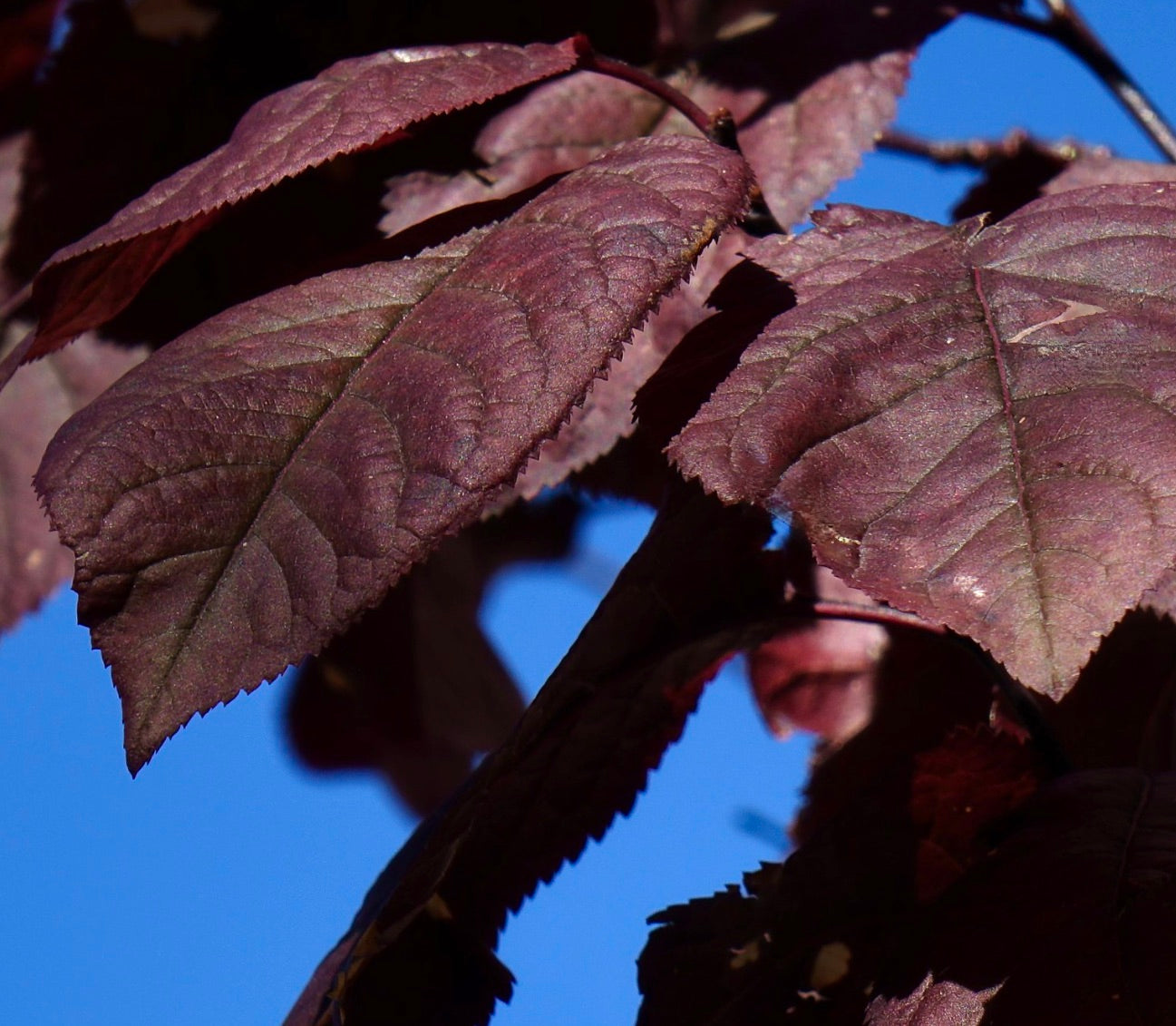 Prunus cerasifera cv "PISSARDII"