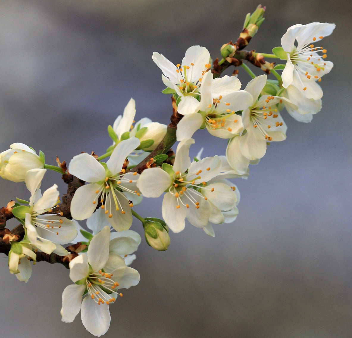 Prunus domestica var. italica white delicate blossoms on woody branch close-up