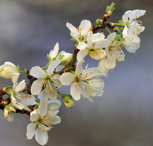 Prunus domestica var. italica white delicate blossoms on woody branch close-up