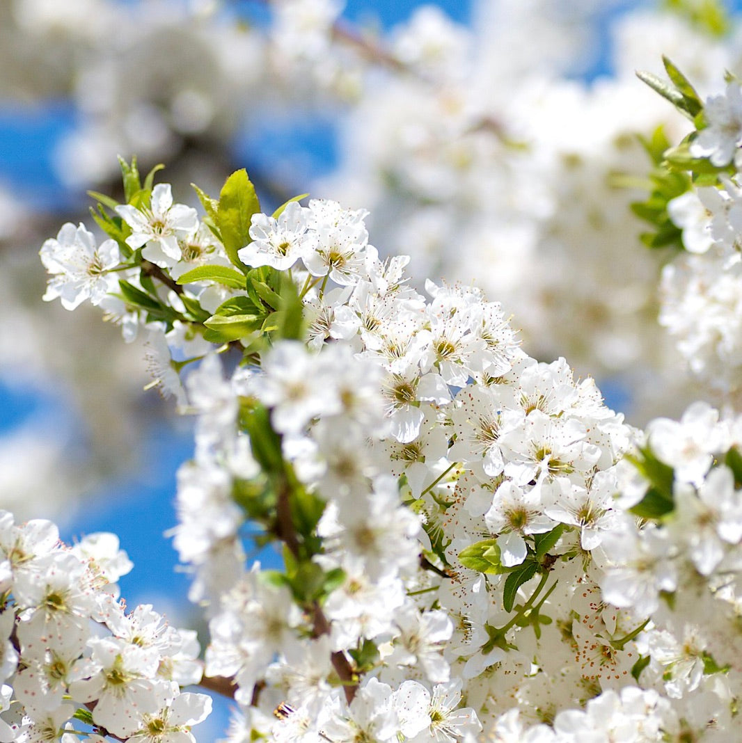 Prunus salicina delicate white blossoms with green leaves on tree branches against blue sky