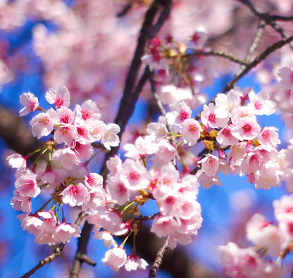 Prunus sargentii delicate pink cherry blossoms on dark branches against blue sky