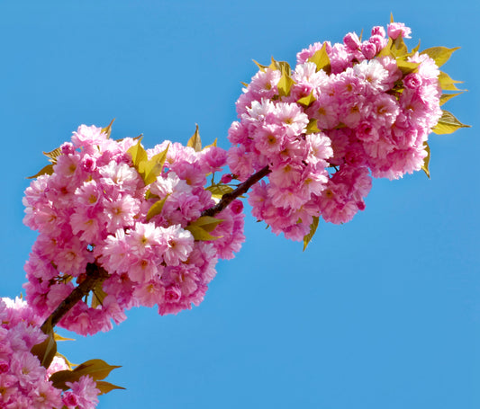 Prunus serrulata vibrant pink double blossoms with fresh green leaves against blue sky