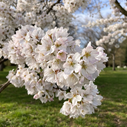 Prunus yedoensis delicati fiori di ciliegio rosa pallido in piena fioritura su ramo di albero