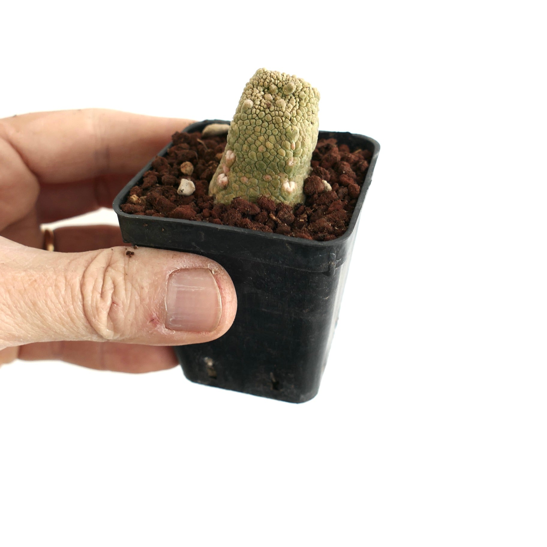 푸세돌토스 카푸트-비페라에 희귀 다육식물, 작은 검은 화분에 담겨 손에 들려 있습니다