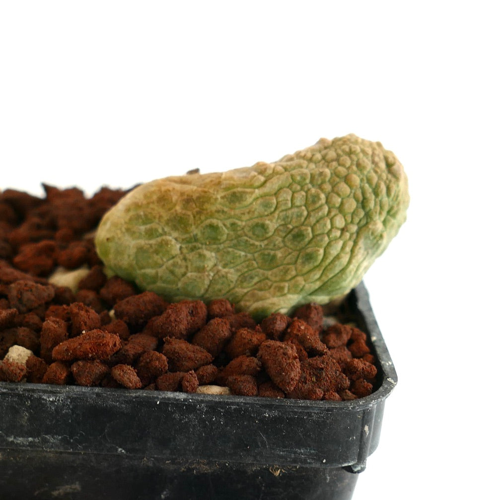 Pseudolithos caput-viperae SELECTED