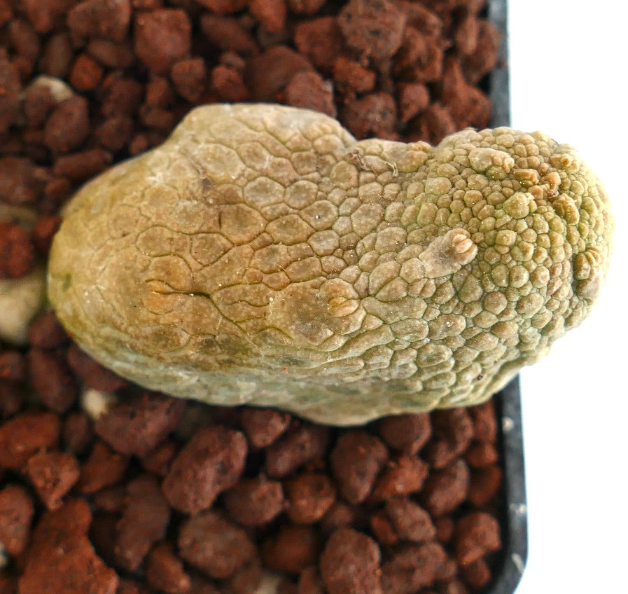 Pseudolithos caput-viperae SELECTED