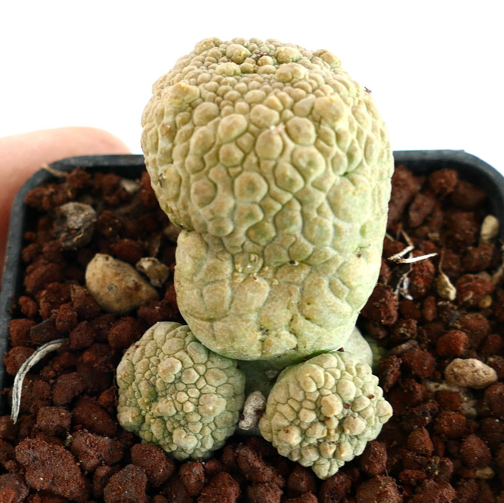 Pseudolithos eylensis rare succulent with textured, knobby surface in small pot