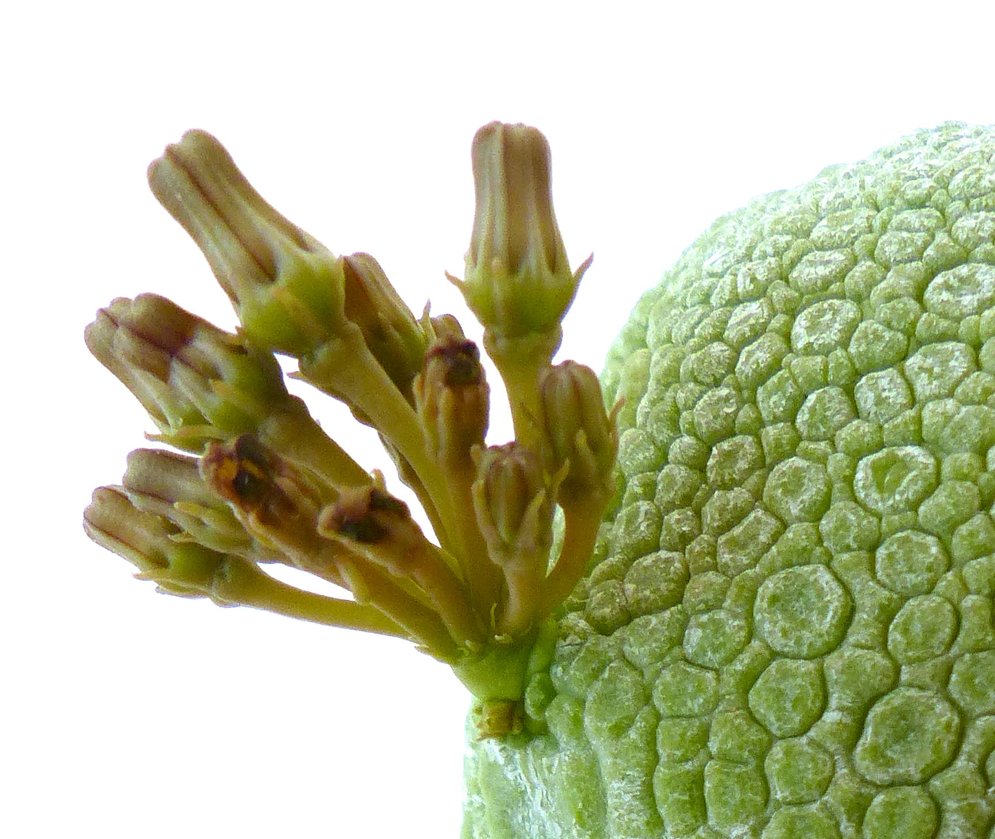 Pseudolithos migiurtinus SEEDS