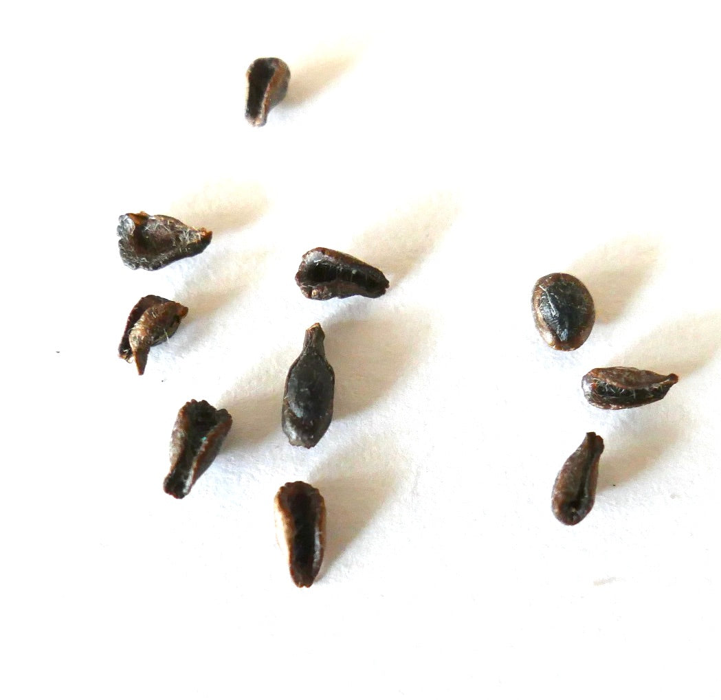 เมล็ดต้นอวบน้ำ เพseudolithos migiurtinus สีน้ำตาลเข้มบนพื้นหลังสีขาว