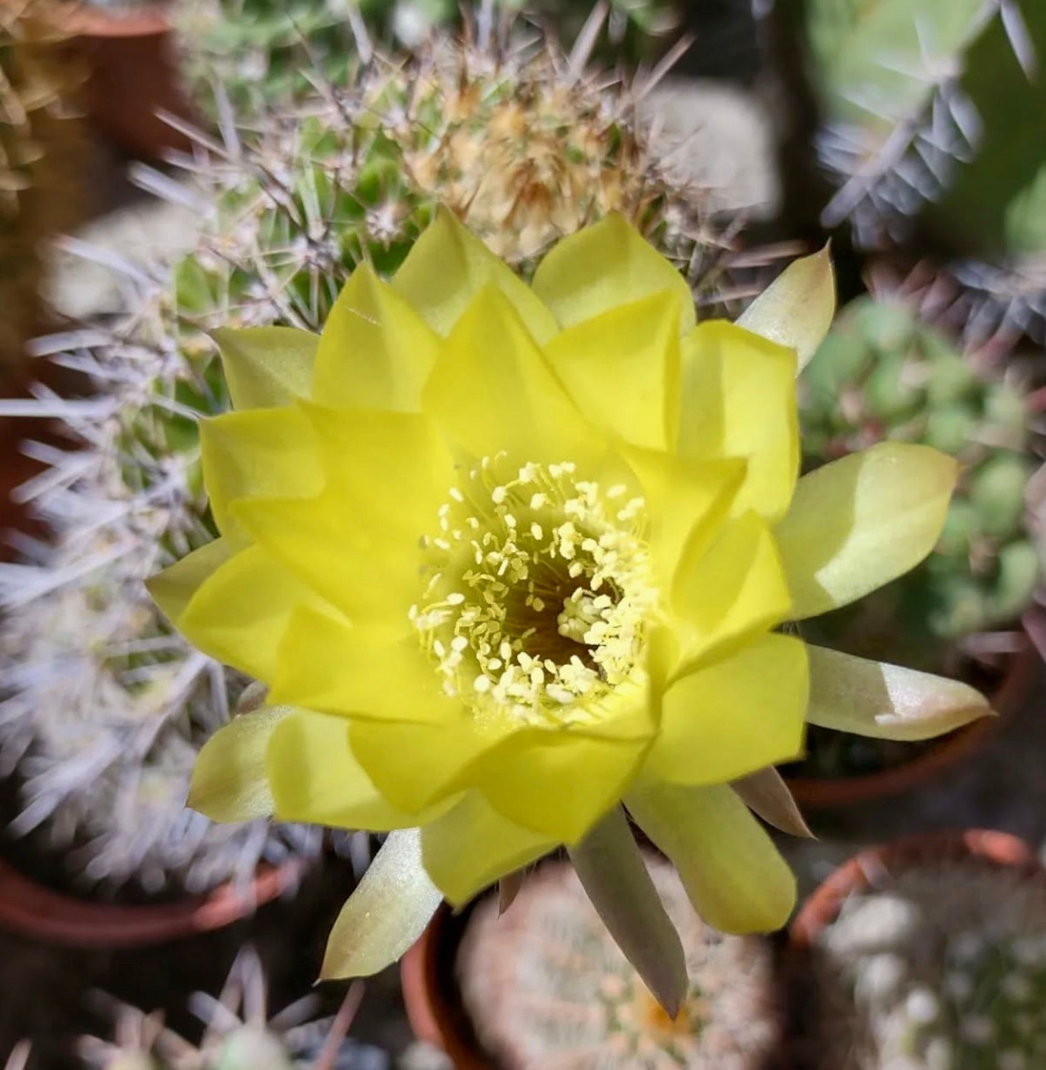 Flor de cactus Pseudolobivia aurea de un vibrante amarillo brillante con tallo suculento espinoso a la luz del sol