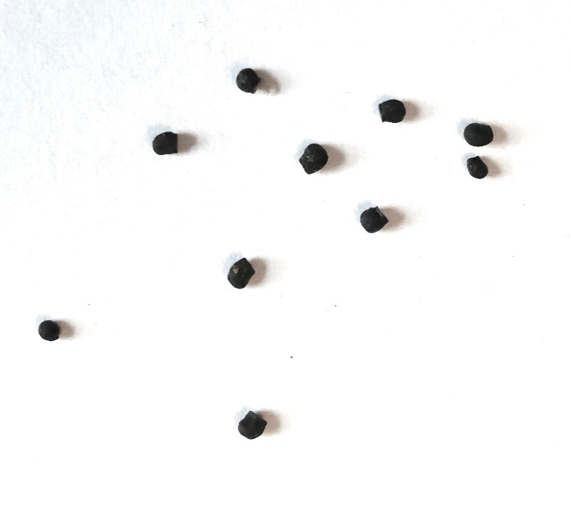 Graines de petit cactus noir Pseudolobivia carmineiflora sur fond blanc