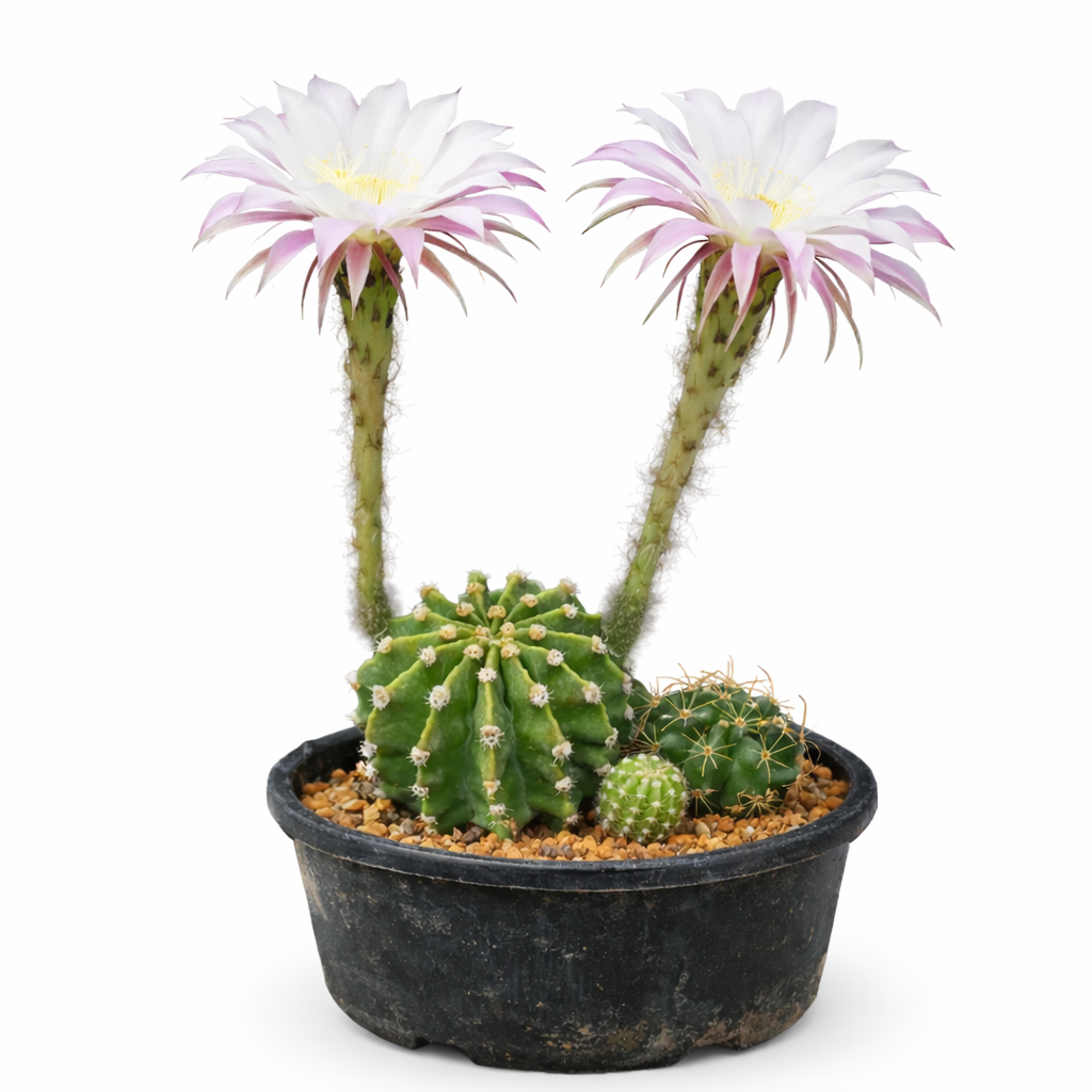 黒い鉢に入ったピンクと白の背の高い花を咲かせるプセウドロビビア・エイリエシーサボテン