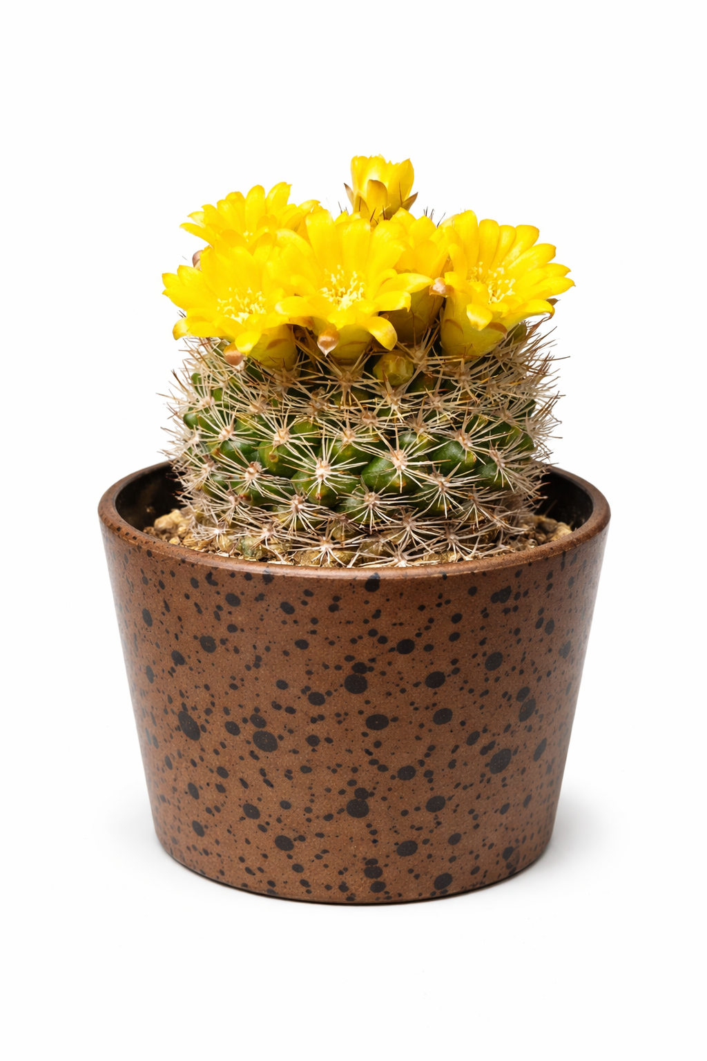 พืชกระบองเพชรกลมเล็ก เพสโดโลบิเวีย แฮมาตาคานธา กับหนามหนาแน่นและดอกสีเหลืองสดใสในกระถาง