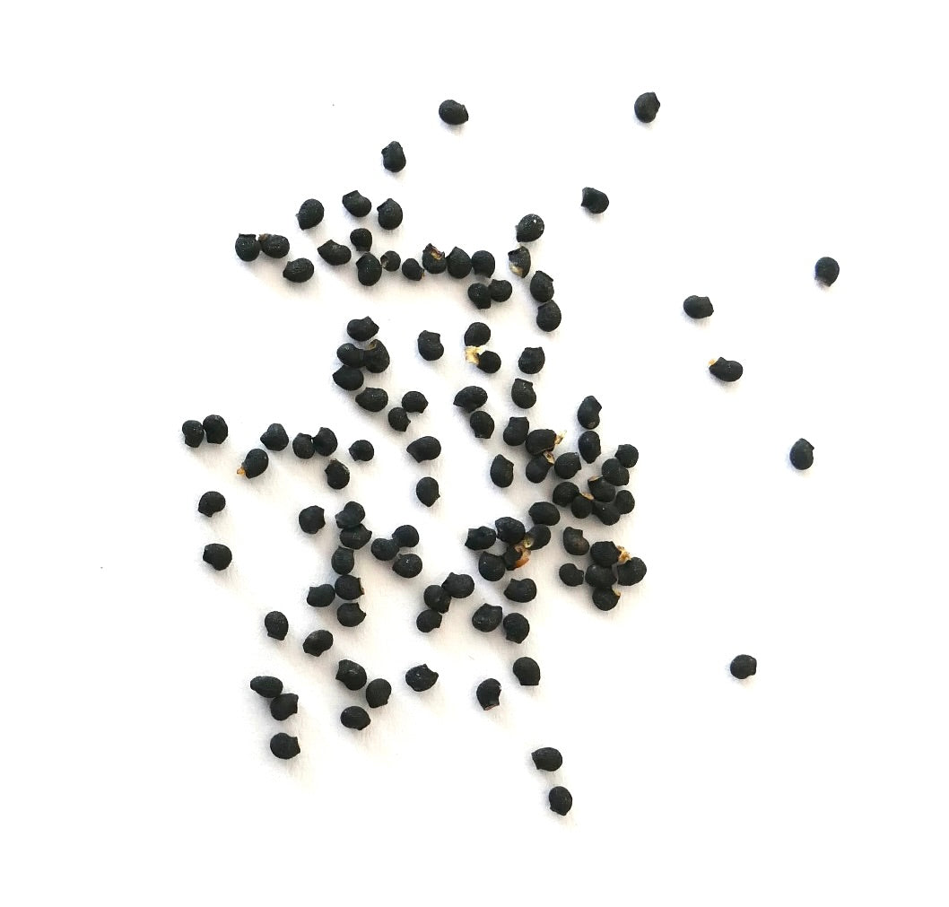 เมล็ดต้นกระบองเพชรขนาดเล็กสีดำ พืชพ์ซูโดโลบิเวีย ฮามาตาแคนทะ กระจัดกระจายบนพื้นหลังสีขาว