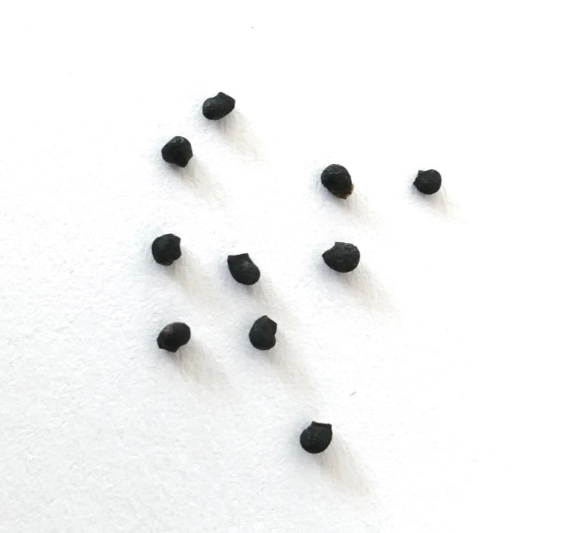เมล็ดแคคตัสสีดำขนาดเล็กของซูโดโลบิเวีย ฮามาทาคานธา บนพื้นหลังสีขาว