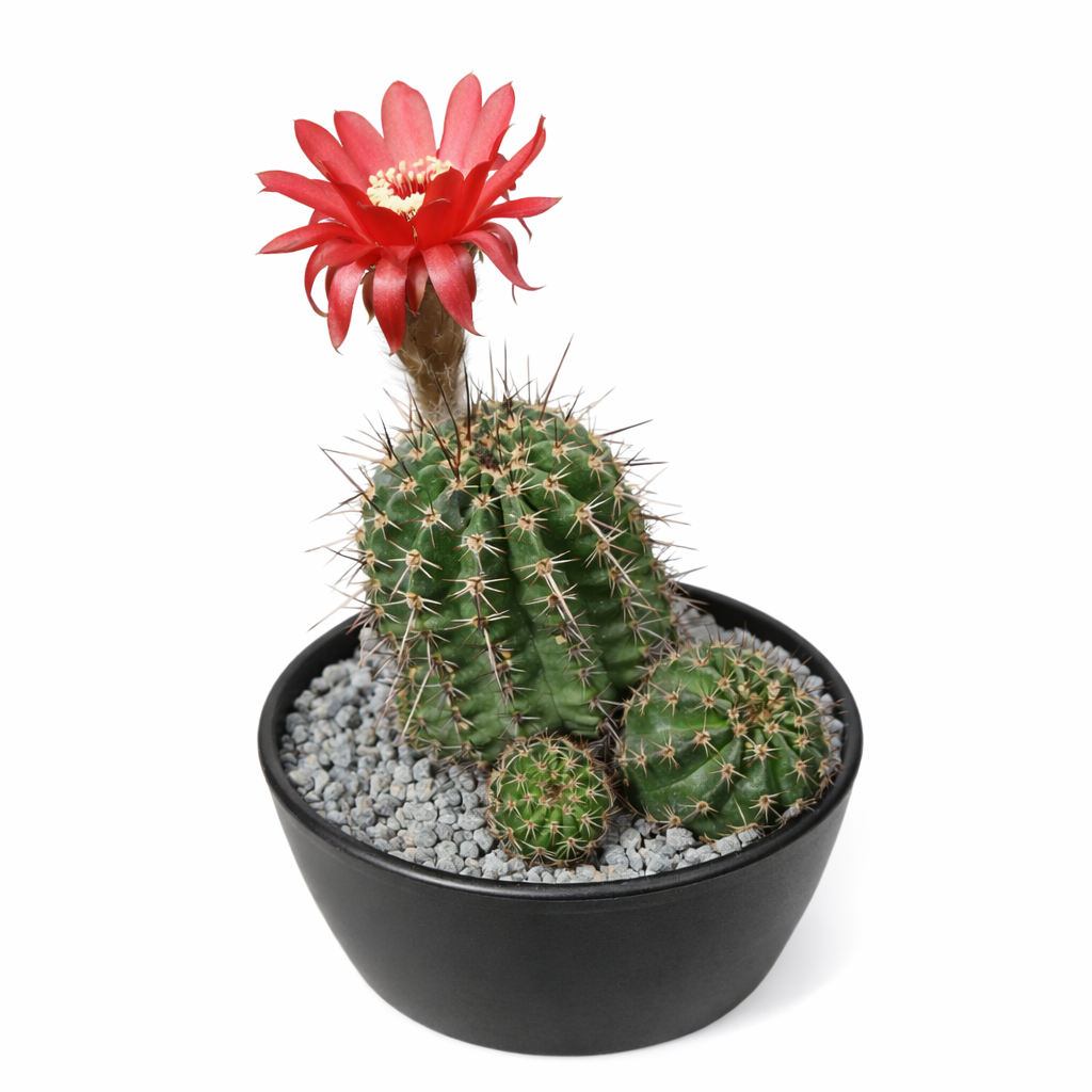 검은 화분에 담긴 밝은 빨간 꽃과 가시가 있는 녹색 줄기의 슈도로비비아 밀라렌시스 선인장