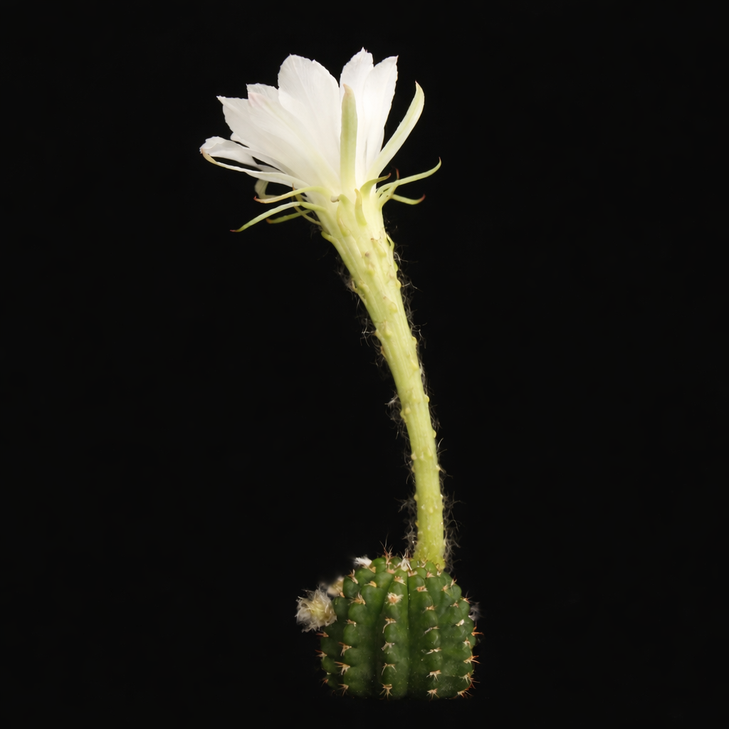 푸세오로비비아 누두스 작은 녹색 선인장과 키 큰 흰 꽃, 가는 가시