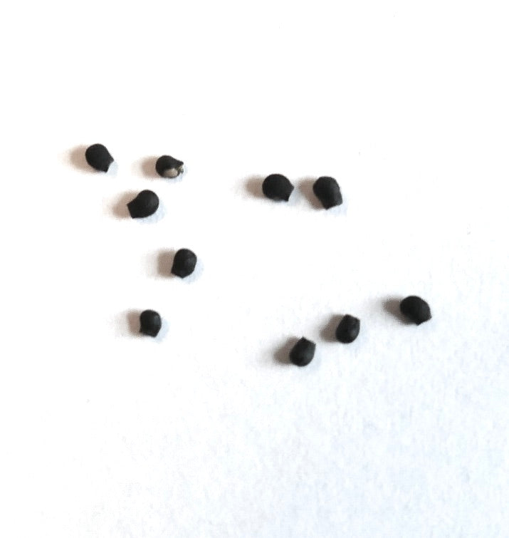 Pseudolobivia obrepanda var. roseolilacina sjeldne kaktusfrø til dyrking av sukkulentplanter