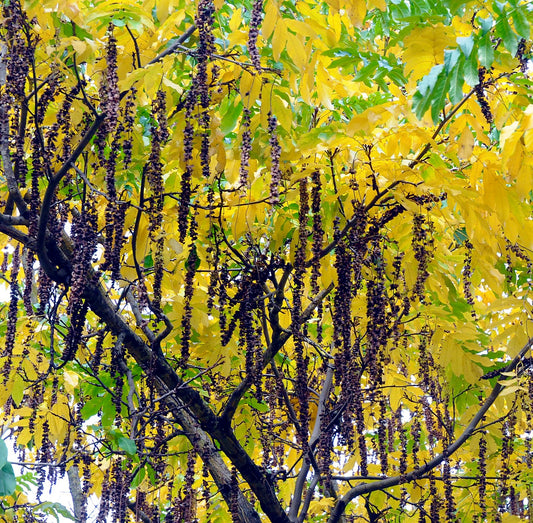 Pterocarya fraxinifolia tree with yellow autumn leaves and hanging brown seed clusters