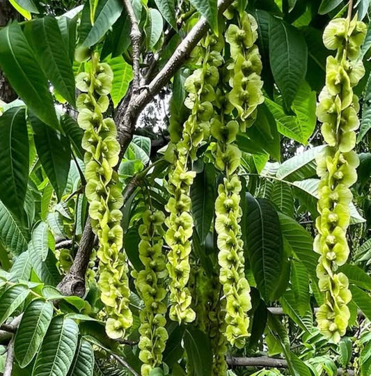 Pterocarya rhoifolia